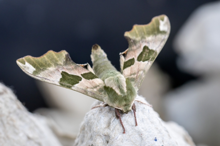 Lime Hawk Moth (2).jpg